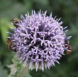 image of flower