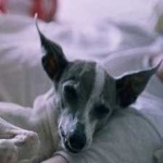 image of animal