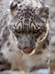 image of leopard