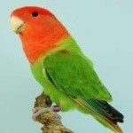 image of bird