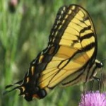 image of animal
