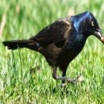 image of bird