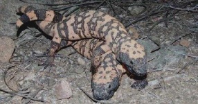 image of gila_monster