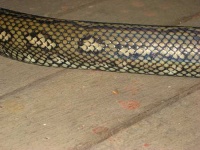 image of night_snake
