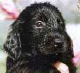 image of flat_coated_retriever