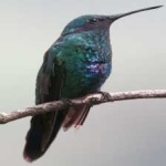 image of bird