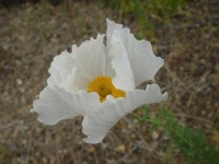 image of flower