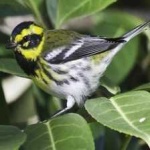 image of bird