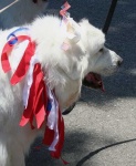 image of great_pyrenees