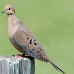 image of bird