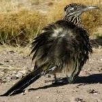 image of bird