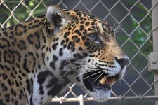 image of jaguar_car