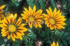 image of flower