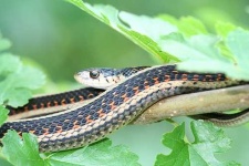image of garter_snake