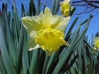image of flower