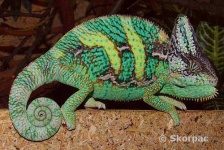 image of african_chameleon