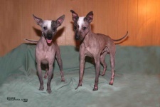 image of mexican_hairless