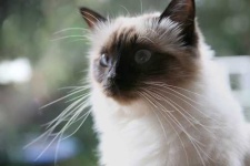 image of birman #4