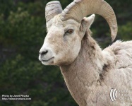 image of bighorn