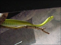 image of green_mamba