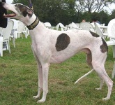 image of walker_hound