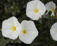 image of flower