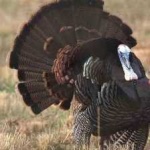 image of bird