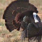 image of wild_turkey #29