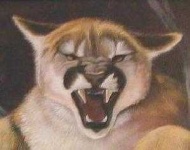 image of cougar_face