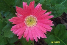image of flower
