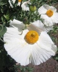 image of flower