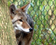 image of coyote