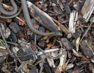 image of garter_snake #9