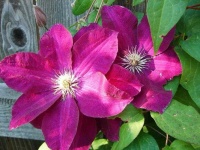 image of clematis #15