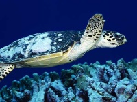 image of loggerhead