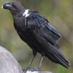 image of bird