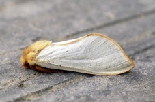 image of animal