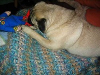 image of pug