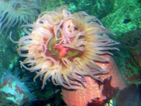image of sea_anemone