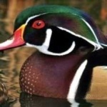 image of bird