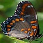 image of animal