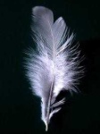 image of feather
