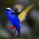 image of bird