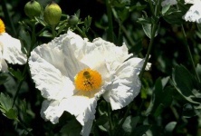 image of flower