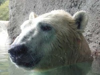 image of ice_bear