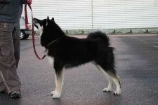 image of malamute