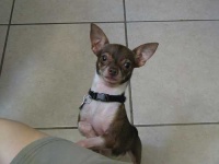 image of chihuahua