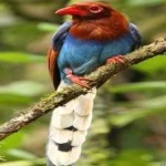 image of bird