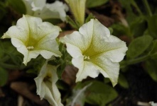 image of petunia #3