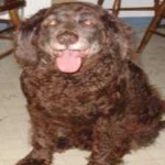 image of animal